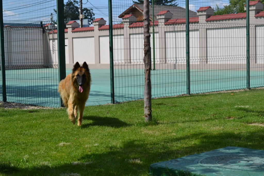dresaj-bucuresti-paza-si-protectie-05