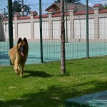 dresaj-bucuresti-paza-si-protectie-05